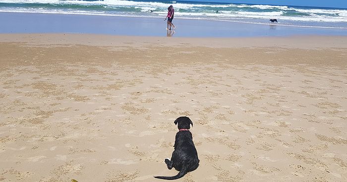 Pet Friendly Things to do around Mooloolaba